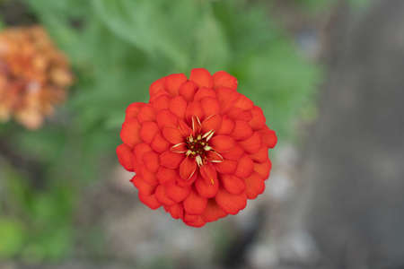 Colorful red flower top viewの写真素材