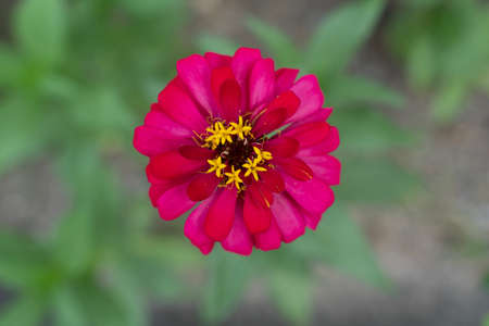 Colorful pink flower top viewの写真素材