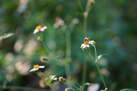 Bumble bee and flowersの写真素材