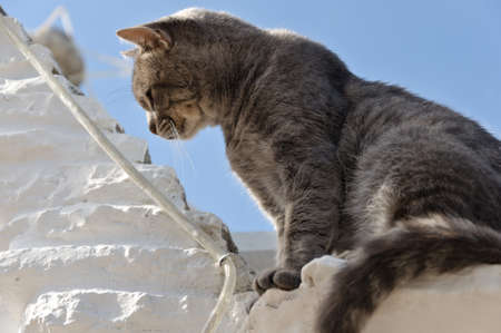 A geometric cat in Alberobello, Puglia, Italyの写真素材