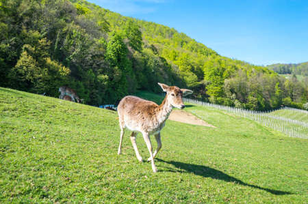 Closeup of deer on the green field.の写真素材