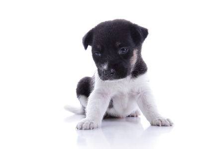 Sad little puppy sitting and looking down, isolated on white backgroundの写真素材