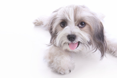 Happy long haired puppy lying down and smiling at camera, isolated on white backgroundの写真素材