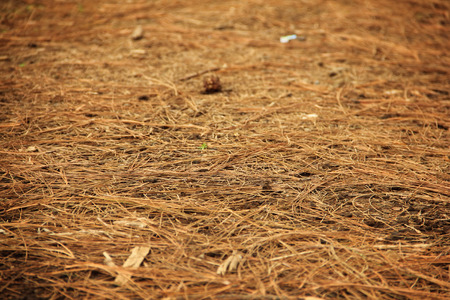 Ground surface of pinewood forest covered with fallen twigsの写真素材