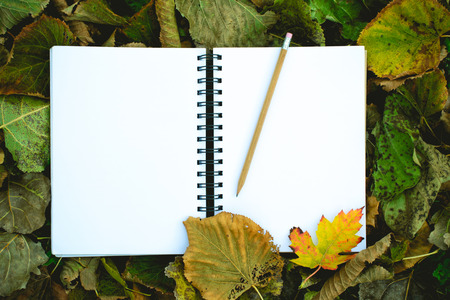 notebook with blank covers as copy space on fallen autumn leaves background, Top Viewの写真素材