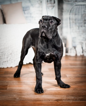 Cane corso puppy on a white backgroundの写真素材