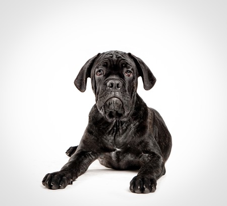 Cane corso puppy on a white backgroundの写真素材