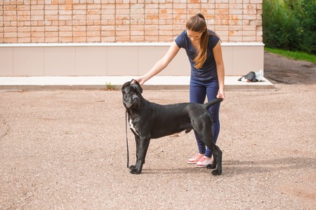Handler with a dog Cane Corso Italianの写真素材