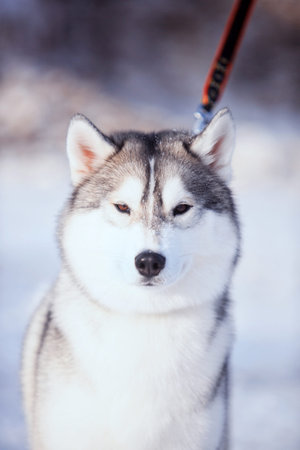 Husky dog in winter. Cute pet, friendlyの写真素材