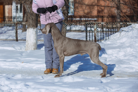 Hunting pointer weimaraner winter in the snow with handlerの写真素材