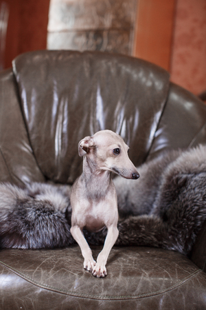 Italian greyhound dog lying on the couchの写真素材