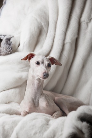 Italian greyhound dog lying on the couchの写真素材