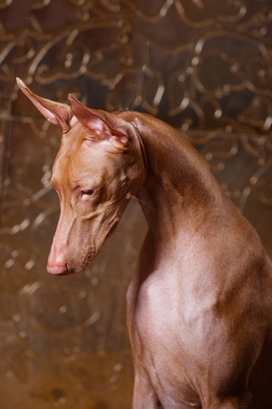Pharaoh hound front view on stone wall backgroundの写真素材