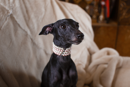 Playful Italian Greyhound on a couch with a chew toyの写真素材
