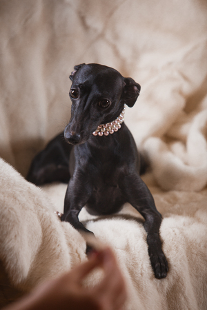 Playful Italian Greyhound on a couch with a chew toyの写真素材