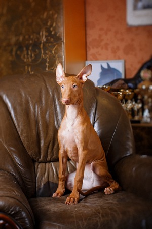 Pharaoh hound front view on stone wall backgroundの写真素材