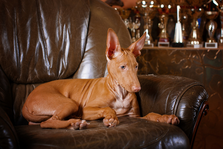 Pharaoh hound front view on stone wall backgroundの写真素材