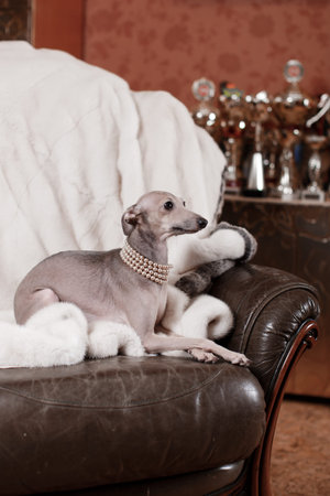 Playful Italian Greyhound on a couch with a chew toyの写真素材