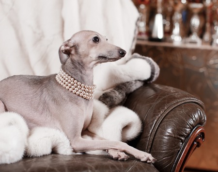 Playful Italian Greyhound on a couch with a chew toyの写真素材