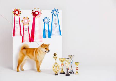 Shiba Inu dog on a white background with premium cupsの写真素材