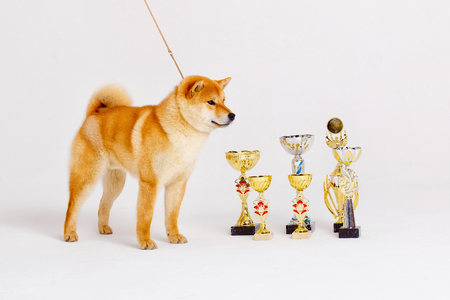 Shiba Inu dog on a white background with premium cupsの写真素材