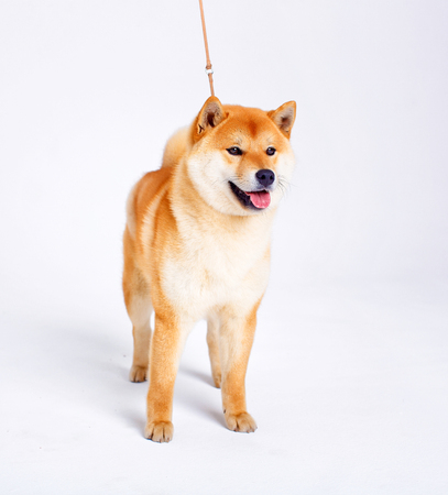 Japanese Shiba Inu dog in front of a white backgroundの写真素材