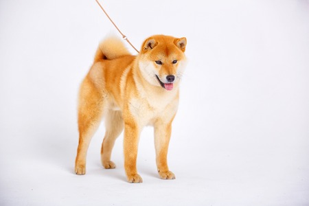 Japanese Shiba Inu dog in front of a white backgroundの写真素材