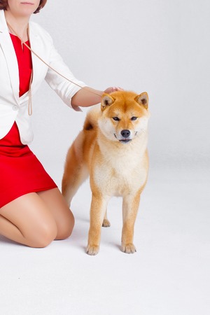 Japanese Shiba Inu dog on a white background with handlerの写真素材