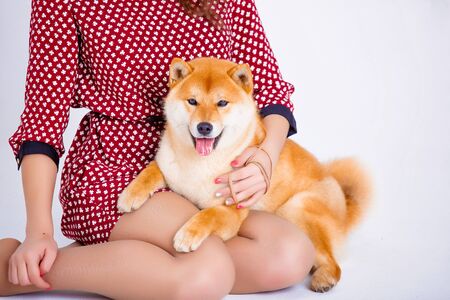 Japanese Shiba Inu dog near a window with the owner - a young girlの写真素材