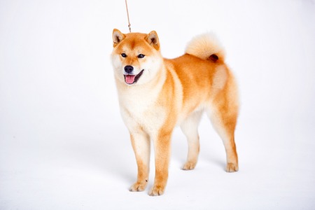 Japanese Shiba Inu dog in front of a white backgroundの写真素材