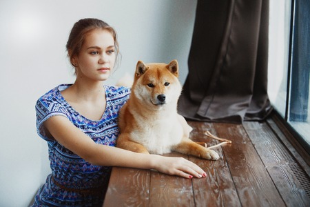 Japanese Shiba Inu dog near a window with the ownerの写真素材