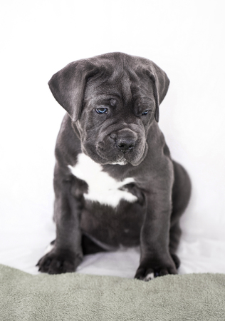 Cane Corso puppy gets out of the box on a white backgroundの写真素材