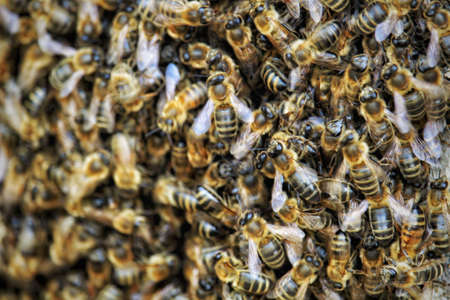 photo of a bee hive, one of the most endangered insects in the worldの写真素材