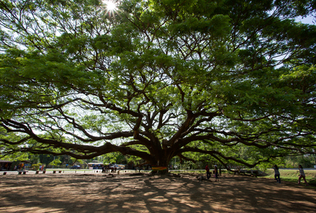 big tree with green leaves under sunのeditorial素材