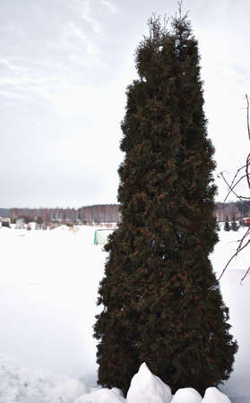 The cedar is grown outdoorの写真素材