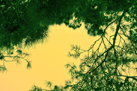 yellow sky with pine branches