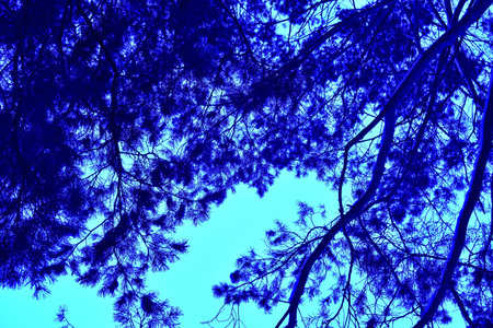 blue sky and trees