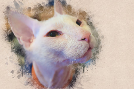 little white kitten sphincks