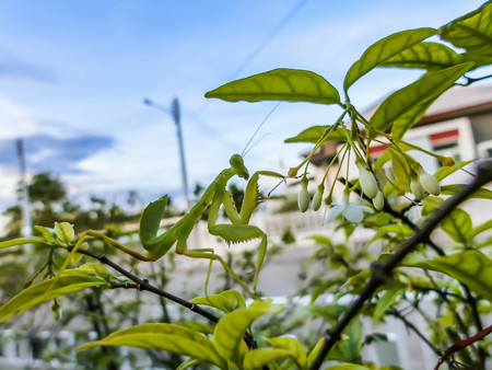 mantis2の写真素材