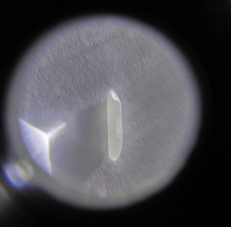 Rice under magnifierの写真素材
