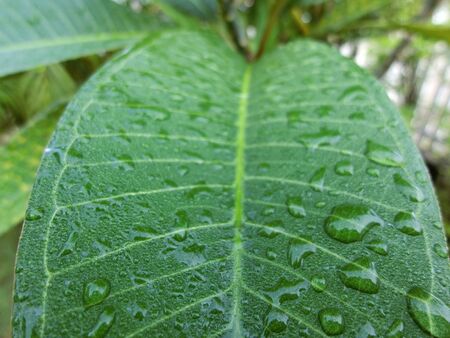 green leaf on rainy dayの写真素材