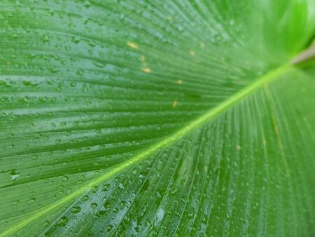 Green leaf on rainy dayの写真素材
