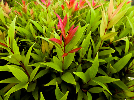 the difference of leafの写真素材
