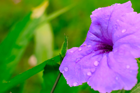 flower in the gardenの写真素材