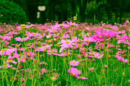 flower in the gardenの写真素材