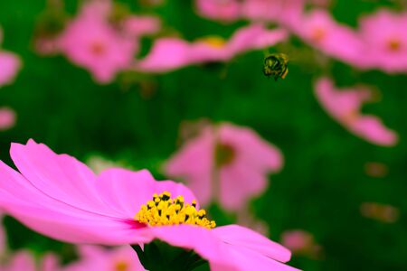 flower in the gardenの写真素材