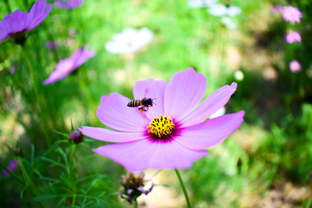 Bee and flowerの写真素材
