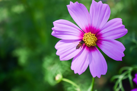 Bee and flowerの写真素材