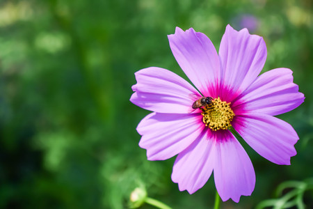 Bee and flowerの写真素材