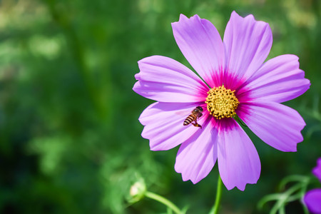 Bee and flowerの写真素材